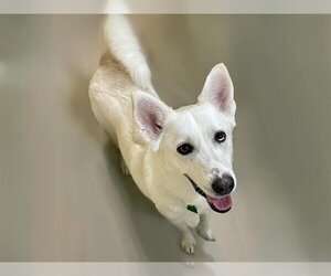 - Mix Dogs for adoption in Tulsa, OK, USA