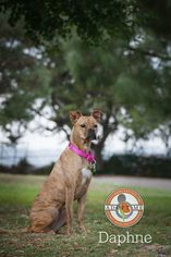 Bullboxer Pit Dogs for adoption in Oceanside, CA, USA