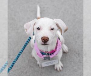Unknown-Whippet Mix Dogs for adoption in San Diego, CA, USA