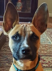 American Pit Bull Terrier-German Shepherd Dog Mix Dogs for adoption in Denton, TX, USA