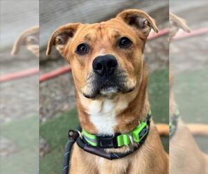 Labrador Retriever-Unknown Mix Dogs for adoption in Woodland, CA, USA