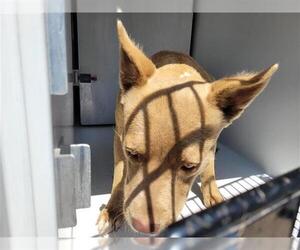 American Pit Bull Terrier-Unknown Mix Dogs for adoption in Houston, TX, USA