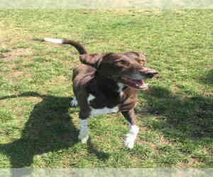 German Shorthaired Pointer Dogs for adoption in Oakdale, CA, USA