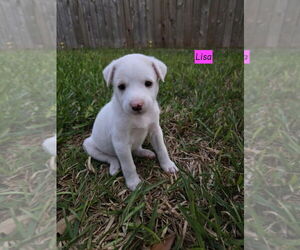 Labrador Retriever-Unknown Mix Dogs for adoption in Brewster, NY, USA