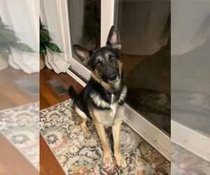 German Shepherd Dog Dogs for adoption in Boston, MA, USA