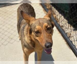 German Shepherd Dog-Unknown Mix Dogs for adoption in Tulsa, OK, USA