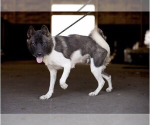 Akita Dogs for adoption in Pottstown, PA, USA