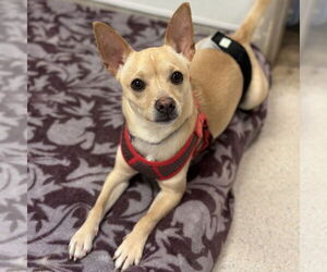Chihuahua Dogs for adoption in Rohnert Park, CA, USA
