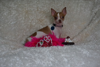 Chihuahua Dogs for adoption in Sioux Falls, SD, USA