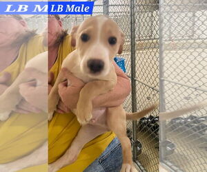 Mutt Dogs for adoption in Sheboygan, WI, USA