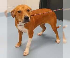 Labrador Retriever-Unknown Mix Dogs for adoption in Sheboygan, WI, USA