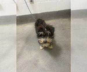 Shih Tzu-Unknown Mix Dogs for adoption in Forestville, MD, USA
