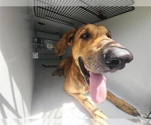Great Dane-Unknown Mix Dogs for adoption in Houston, TX, USA