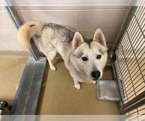 Siberian Husky Dogs for adoption in Santa Maria, CA, USA