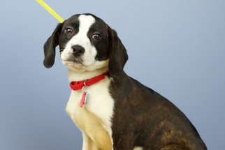 Boglen Terrier Dogs for adoption in Minneapolis, MN, USA