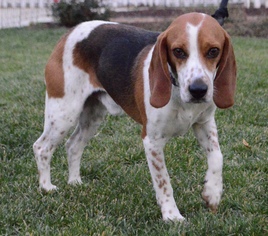 Beagle Dogs for adoption in Palo Alto, CA, USA