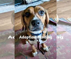 Beagle-Unknown Mix Dogs for adoption in Dunnellon, FL, USA