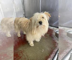 Mutt Dogs for adoption in Redlands, CA, USA