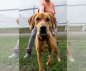 Mutt Dogs for adoption in Abbeville, LA, USA