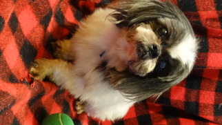 Shih Tzu Dogs for adoption in Vacaville, CA, USA