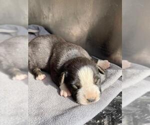 American Bulldog-German Shepherd Dog Mix Dogs for adoption in HESPERIA, CA, USA