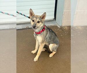 German Shepherd Dog-Unknown Mix Dogs for adoption in Louisville, KY, USA