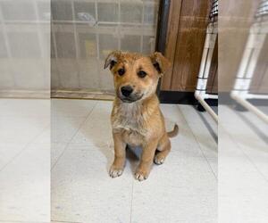 German Shepherd Dog Dogs for adoption in Parlier, CA, USA