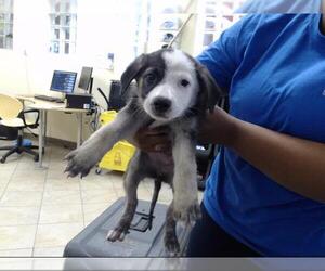 Shollie Dogs for adoption in Houston, TX, USA