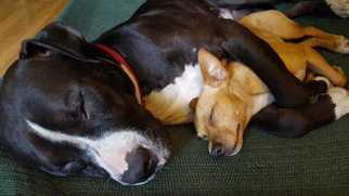 Boxer Dogs for adoption in Virgnia Beach, VA, USA