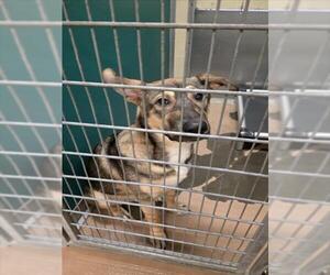 German Shepherd Dog-Unknown Mix Dogs for adoption in Texas City, TX, USA