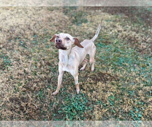 Unknown-Whippet Mix Dogs for adoption in Grovetown, GA, USA