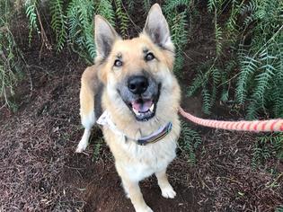 German Shepherd Dog Dogs for adoption in Sandy, OR, USA