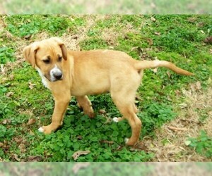 Bullboxer Pit Dogs for adoption in Conway, AR, USA