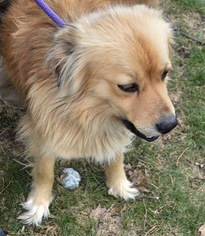 Gollie Dogs for adoption in Livonia, MI, USA