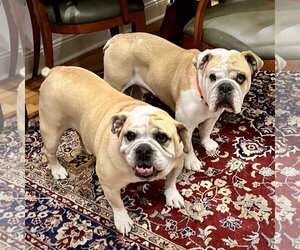 Bulldog Dogs for adoption in Dumont, NJ, USA