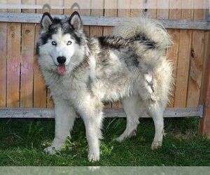 Alusky Dogs for adoption in West Valley, UT, USA