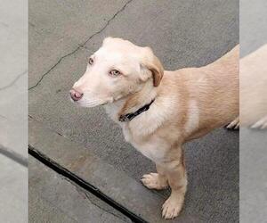 Labrador Retriever-Unknown Mix Dogs for adoption in Sparta, IL, USA