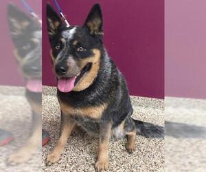 Australian Cattle Dog Dogs for adoption in Frisco, CO, USA