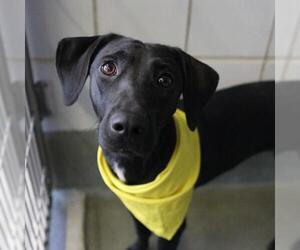 Pointer-Unknown Mix Dogs for adoption in San Antonio, TX, USA