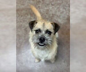 Mutt Dogs for adoption in Salinas, CA, USA