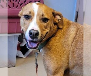 Labrador Retriever Dogs for adoption in Easton, PA, USA