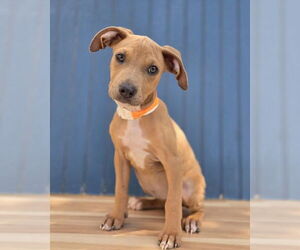 Doberman Pinscher-Unknown Mix Dogs for adoption in Lakewood, CO, USA