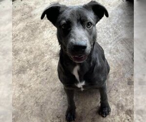 Blue Lacy Dogs for adoption in Von Ormy, TX, USA