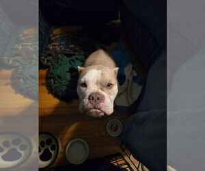 Bulldog-Unknown Mix Dogs for adoption in Manchester, MO, USA