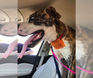 Boxer-Huskies  Mix Dogs for adoption in BULLARD, TX, USA