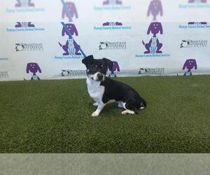 Chihuahua-Unknown Mix Dogs for adoption in Orlando, FL, USA