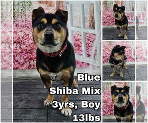 Shiba Inu-Unknown Mix Dogs for adoption in Seattle, WA, USA