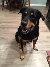 Rottweiler-Unknown Mix Dogs for adoption in Springville, NY, USA