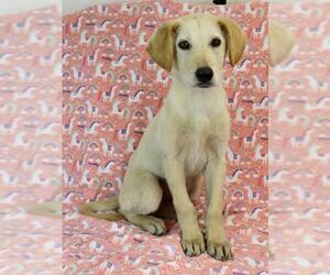 Gollie Dogs for adoption in Morton Grove, IL, USA