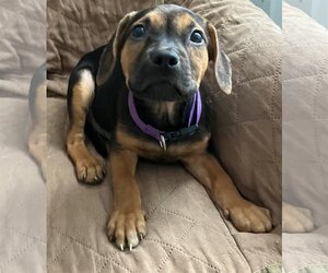 Black Mouth Cur-Unknown Mix Dogs for adoption in Cuyahoga Falls , OH, USA